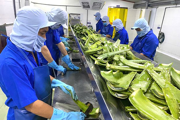 ALOE VERA GEL RAW MATERIAL PROCESS -       Manual peeling of Aloe vera leaves to avoid traces of Aloin