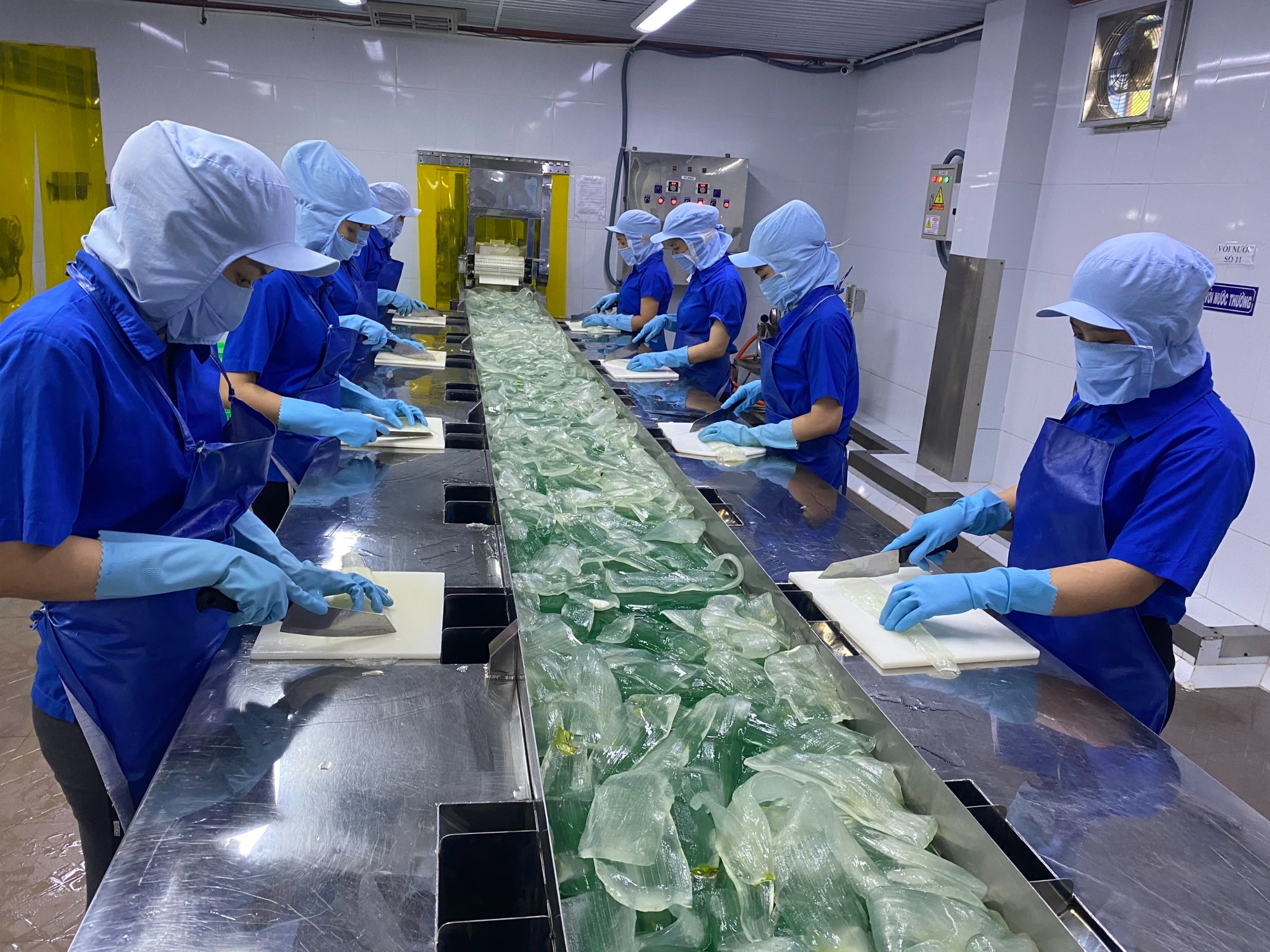 ALOE VERA GEL RAW MATERIAL PROCESS - Carefully removing black spots and remaining outer skin from inner gel
